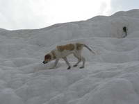 Türkei;Pamukkale;Hunde